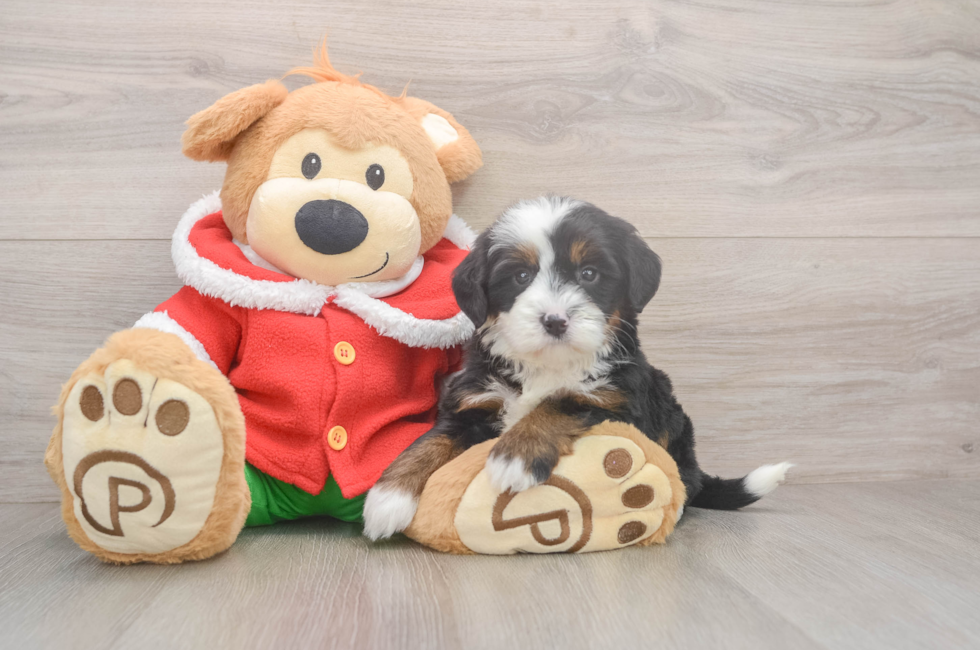 6 week old Mini Bernedoodle Puppy For Sale - Pilesgrove Pups