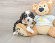 5 week old Mini Bernedoodle Puppy For Sale - Pilesgrove Pups