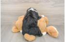 Little Bernadoodle Poodle Mix Puppy