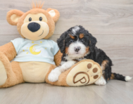 6 week old Mini Bernedoodle Puppy For Sale - Pilesgrove Pups