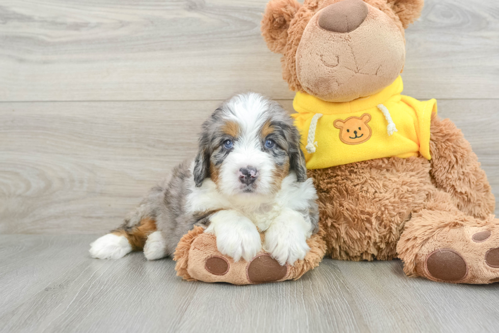 Mini Bernedoodle Pup Being Cute