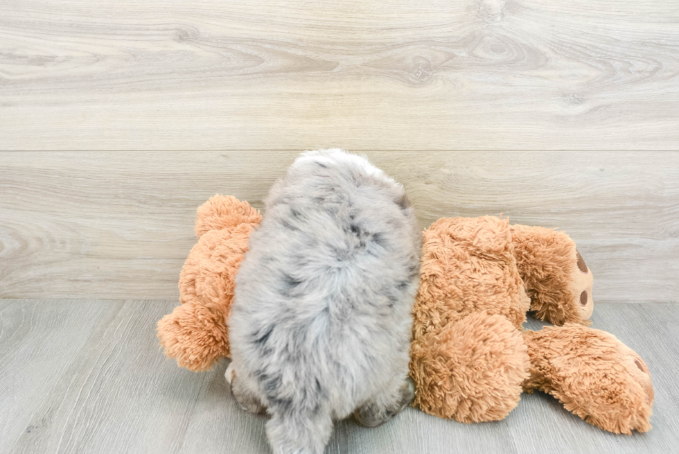 Mini Bernedoodle Pup Being Cute