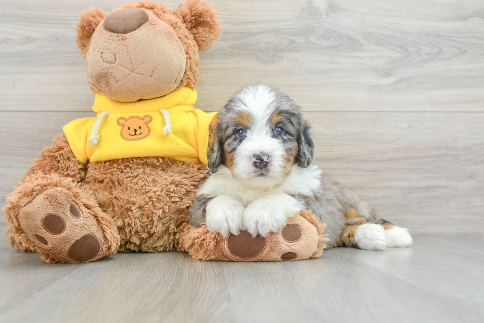 Little Mini Bernepoo Poodle Mix Puppy