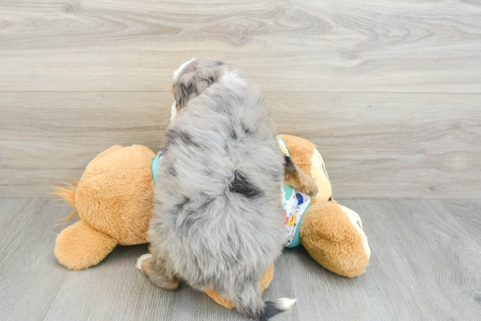 Popular Mini Bernedoodle Poodle Mix Pup