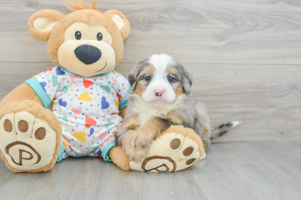 6 week old Mini Bernedoodle Puppy For Sale - Pilesgrove Pups