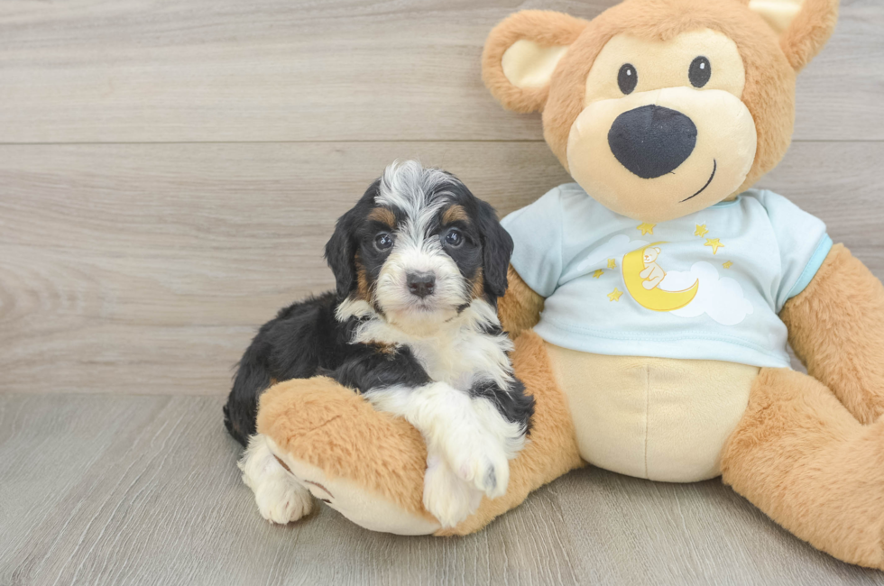 5 week old Mini Bernedoodle Puppy For Sale - Pilesgrove Pups