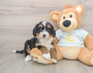 6 week old Mini Bernedoodle Puppy For Sale - Pilesgrove Pups