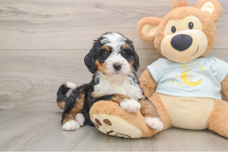Cute Mini Bernedoodle Baby