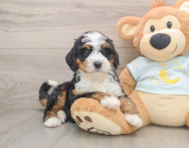 7 week old Mini Bernedoodle Puppy For Sale - Pilesgrove Pups