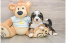 Mini Bernedoodle Pup Being Cute