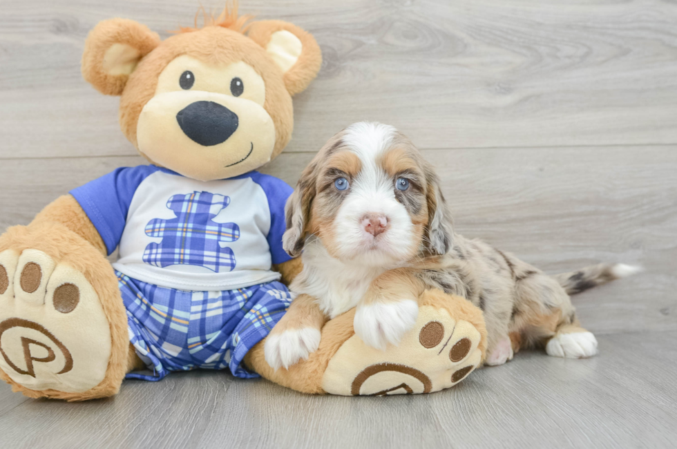 6 week old Mini Bernedoodle Puppy For Sale - Pilesgrove Pups