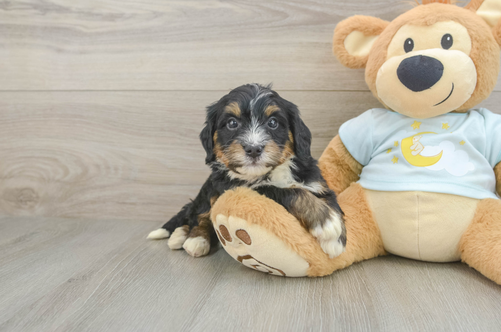 5 week old Mini Bernedoodle Puppy For Sale - Pilesgrove Pups