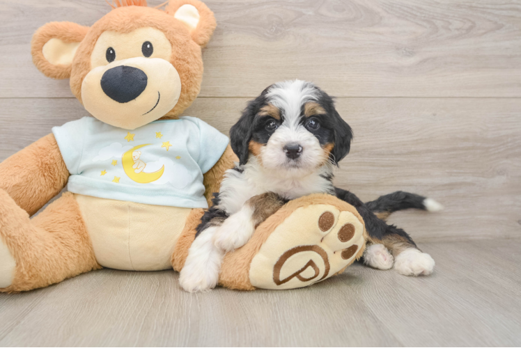 Little Mini Bernese Poodle Poodle Mix Puppy