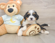 7 week old Mini Bernedoodle Puppy For Sale - Pilesgrove Pups