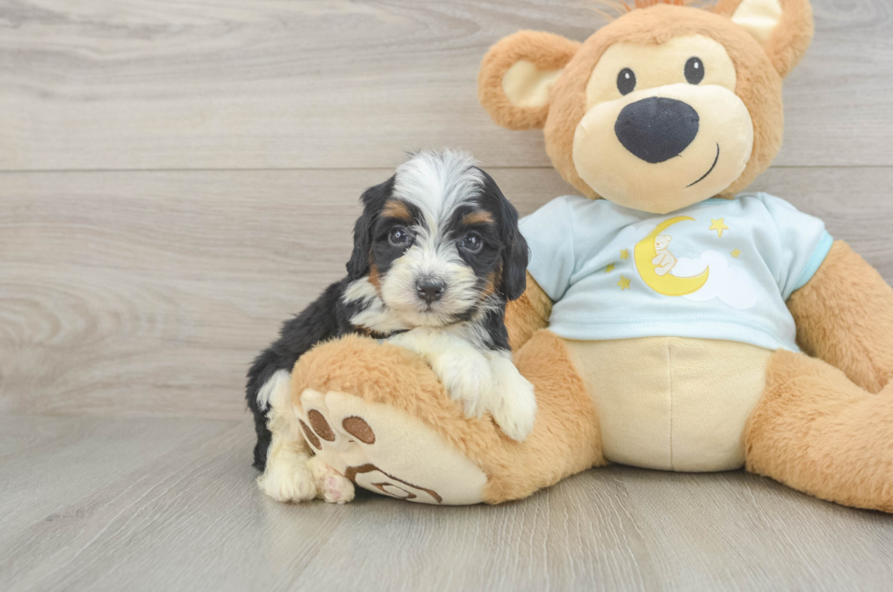 5 week old Mini Bernedoodle Puppy For Sale - Pilesgrove Pups