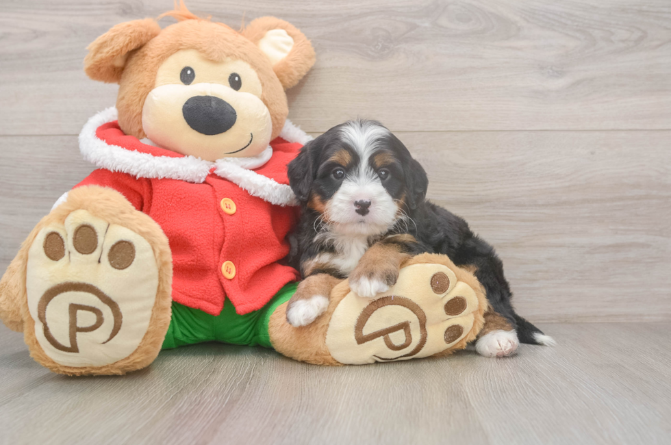 6 week old Mini Bernedoodle Puppy For Sale - Pilesgrove Pups