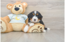 Hypoallergenic Mini Bernesepoo Poodle Mix Puppy