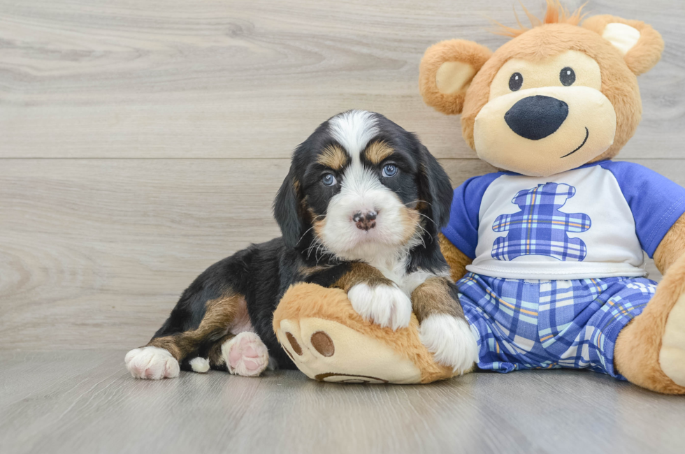 6 week old Mini Bernedoodle Puppy For Sale - Pilesgrove Pups
