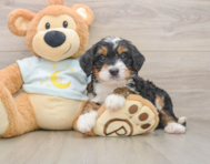 7 week old Mini Bernedoodle Puppy For Sale - Pilesgrove Pups