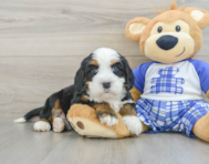 7 week old Mini Bernedoodle Puppy For Sale - Pilesgrove Pups