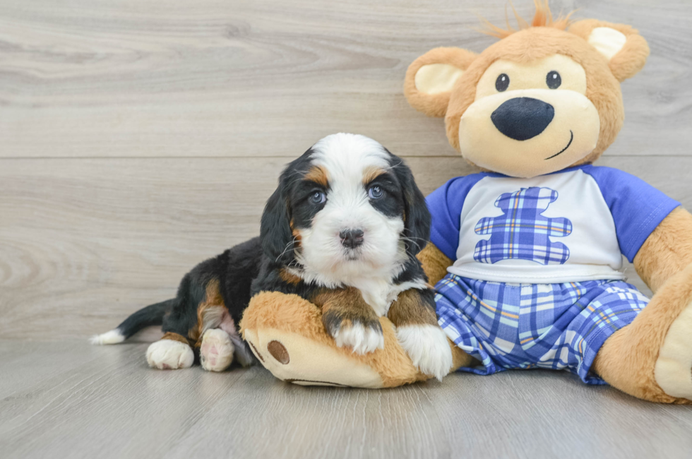 6 week old Mini Bernedoodle Puppy For Sale - Pilesgrove Pups