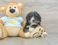 7 week old Mini Bernedoodle Puppy For Sale - Pilesgrove Pups
