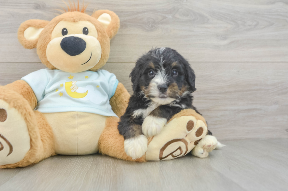 5 week old Mini Bernedoodle Puppy For Sale - Pilesgrove Pups