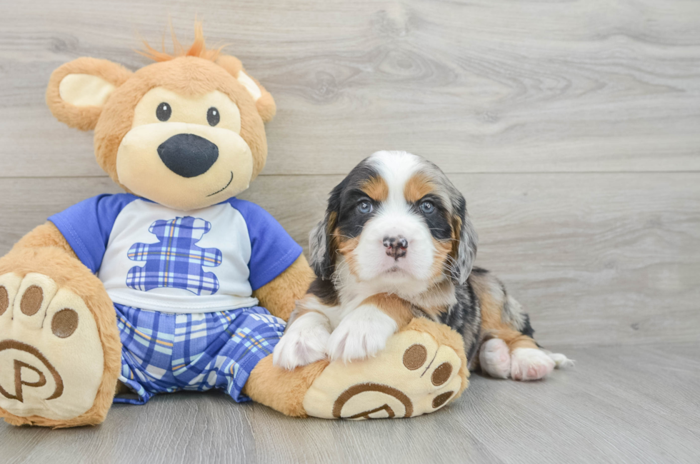 6 week old Mini Bernedoodle Puppy For Sale - Pilesgrove Pups