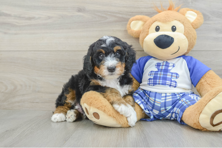 Mini Bernedoodle Puppy for Adoption