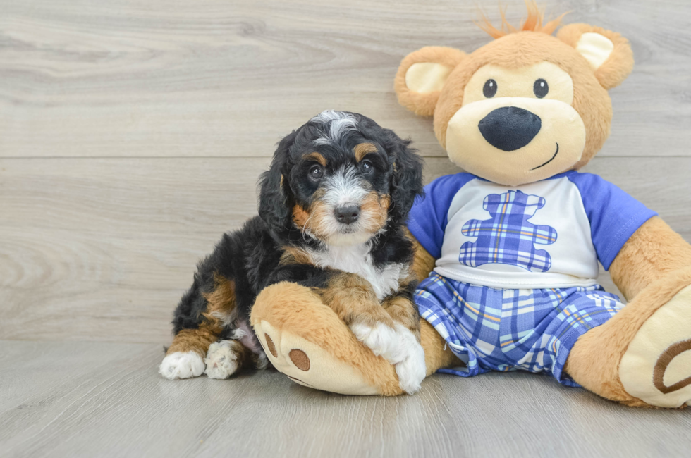 5 week old Mini Bernedoodle Puppy For Sale - Pilesgrove Pups