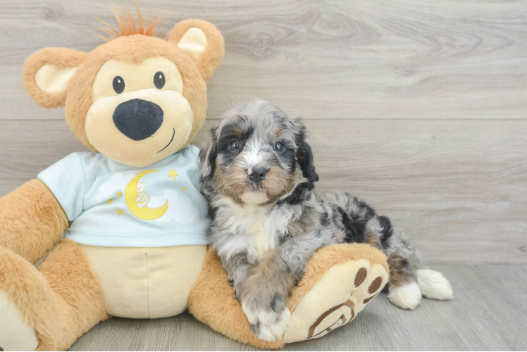 Energetic Mini Bernese Poodle Poodle Mix Puppy