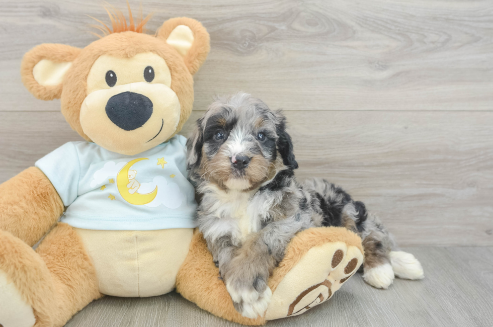 5 week old Mini Bernedoodle Puppy For Sale - Pilesgrove Pups