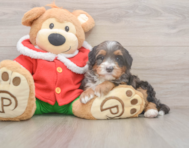 6 week old Mini Bernedoodle Puppy For Sale - Pilesgrove Pups