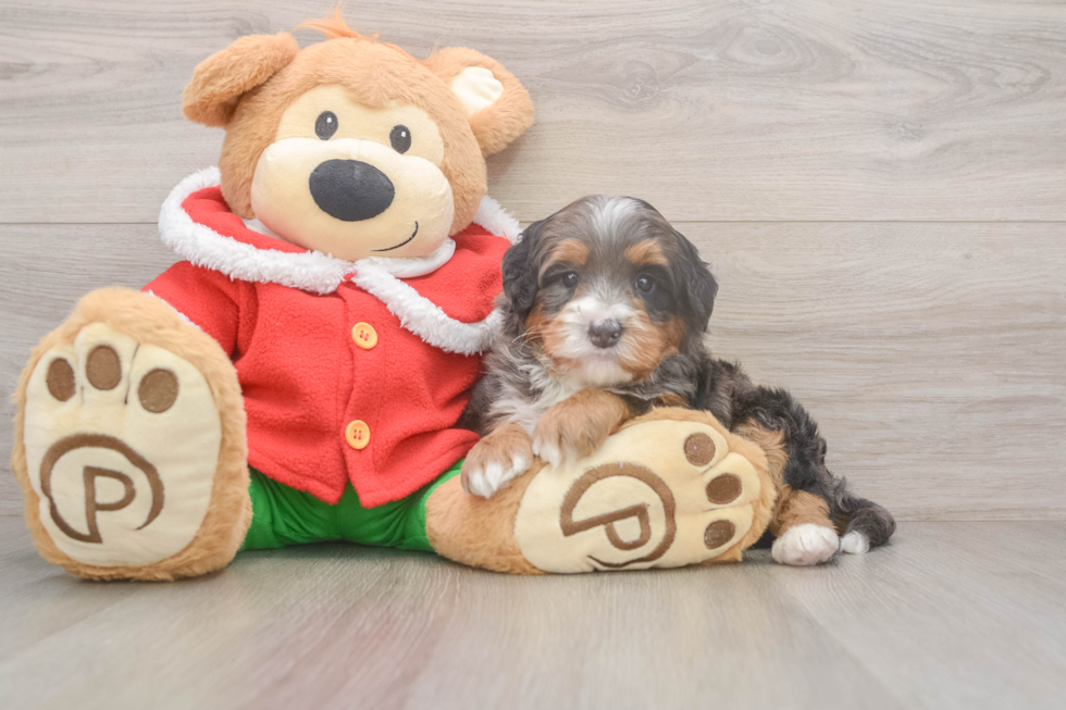 Mini Bernedoodle Pup Being Cute