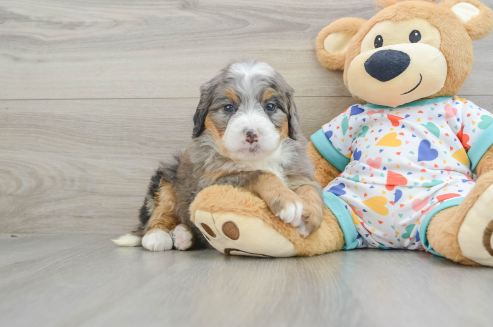 6 week old Mini Bernedoodle Puppy For Sale - Pilesgrove Pups