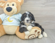 9 week old Mini Bernedoodle Puppy For Sale - Pilesgrove Pups
