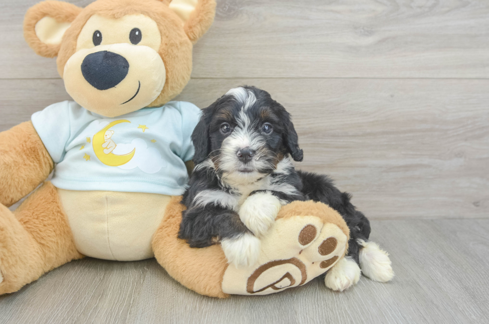 5 week old Mini Bernedoodle Puppy For Sale - Pilesgrove Pups