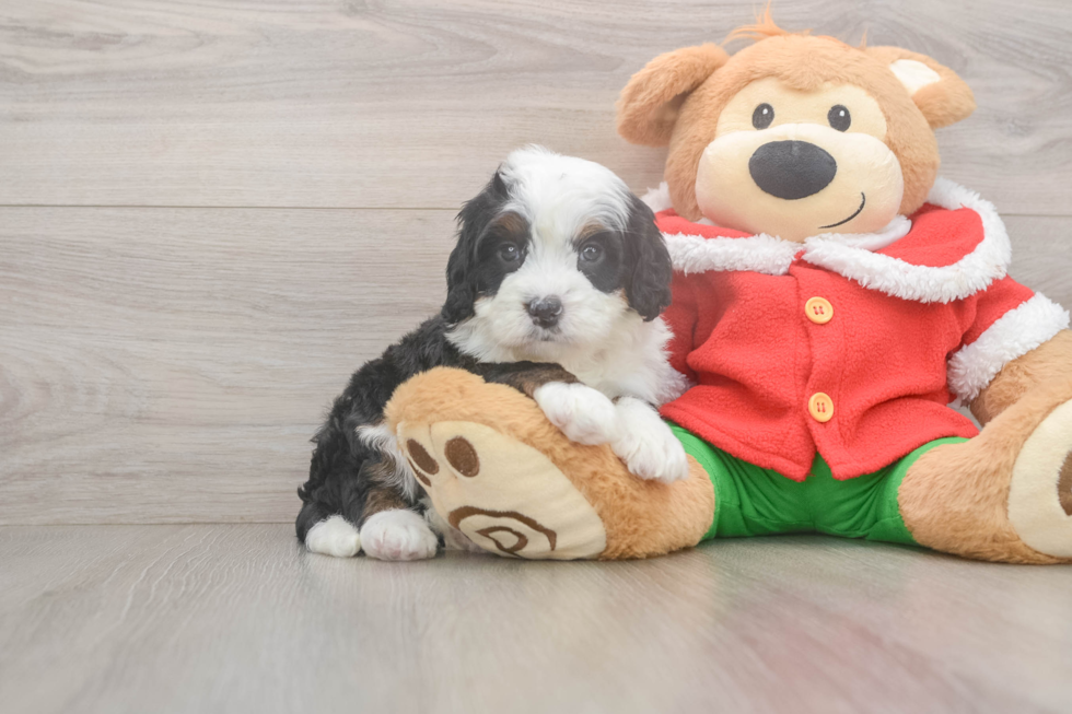 Mini Bernedoodle Pup Being Cute