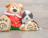 6 week old Mini Bernedoodle Puppy For Sale - Pilesgrove Pups