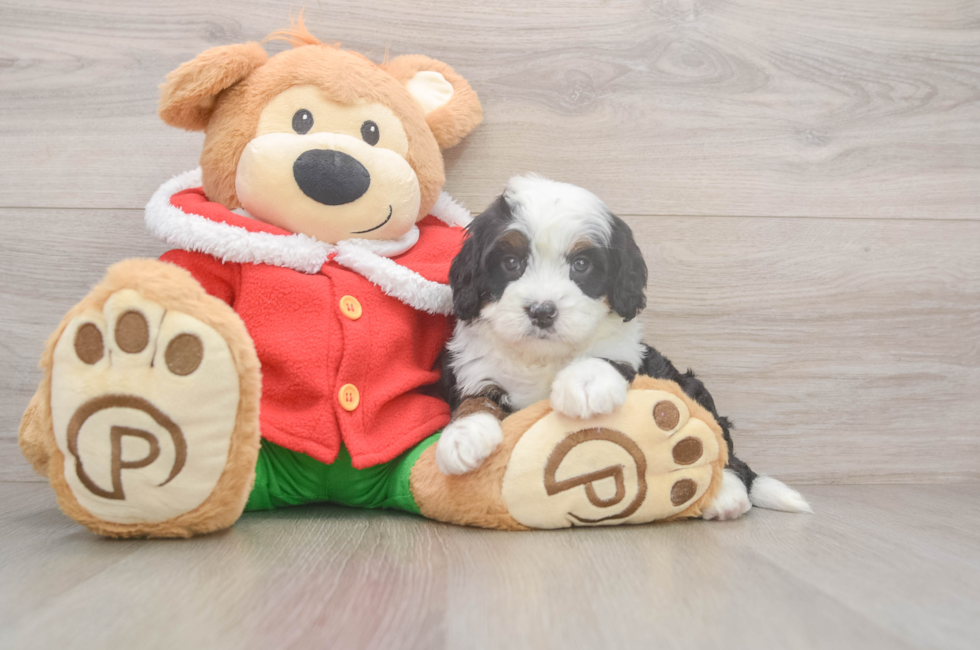 6 week old Mini Bernedoodle Puppy For Sale - Pilesgrove Pups