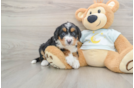 Mini Bernedoodle Pup Being Cute
