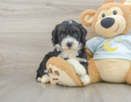 9 week old Mini Bernedoodle Puppy For Sale - Pilesgrove Pups