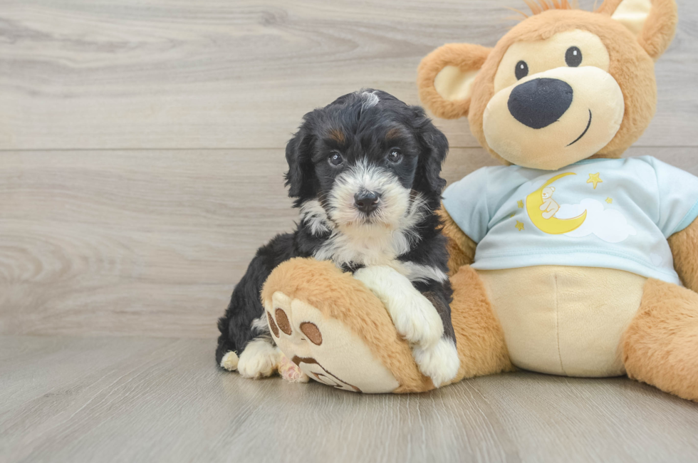 5 week old Mini Bernedoodle Puppy For Sale - Pilesgrove Pups