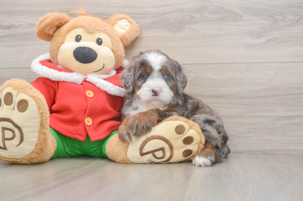 6 week old Mini Bernedoodle Puppy For Sale - Pilesgrove Pups