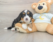 6 week old Mini Bernedoodle Puppy For Sale - Pilesgrove Pups