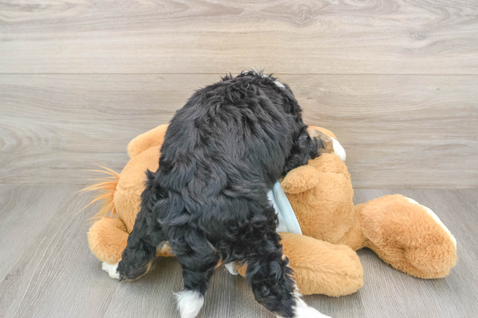 Best Mini Bernedoodle Baby