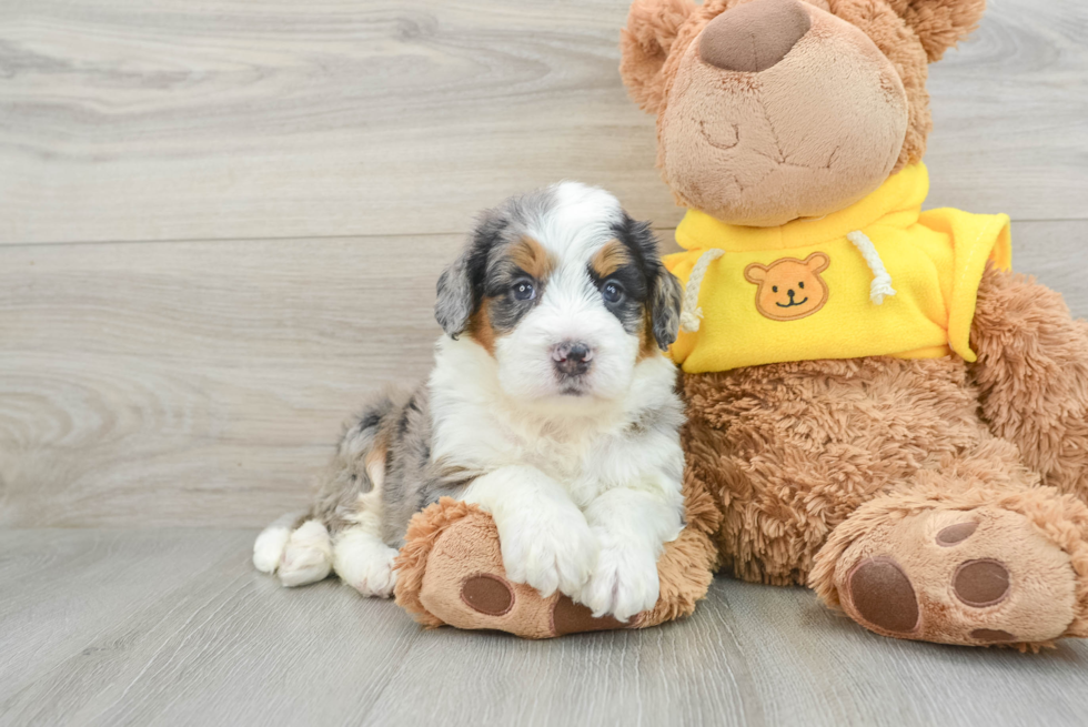 Best Mini Bernedoodle Baby