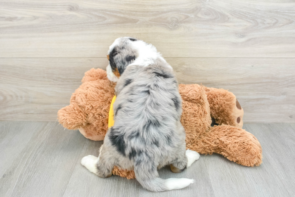 Small Mini Bernedoodle Baby