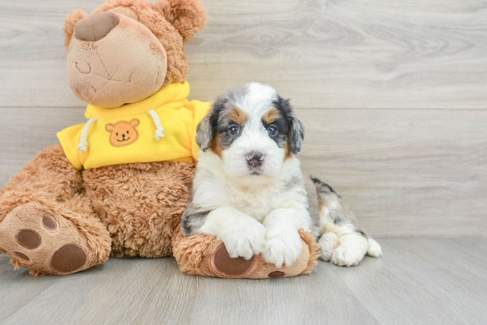 Little Mini Bernesedoodle Poodle Mix Puppy