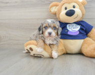 7 week old Mini Bernedoodle Puppy For Sale - Pilesgrove Pups